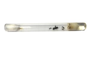 Myrmecocystus sp.